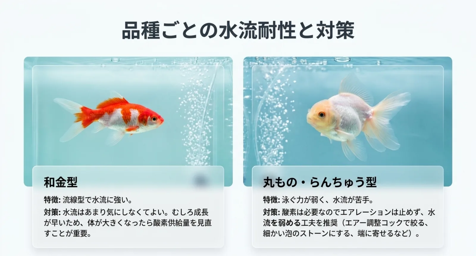 流線型で水流に強い和金型と、泳ぐ力が弱く水流が苦手な丸もの・らんちゅう型を左右に並べ、それぞれの対策を説明したスライド