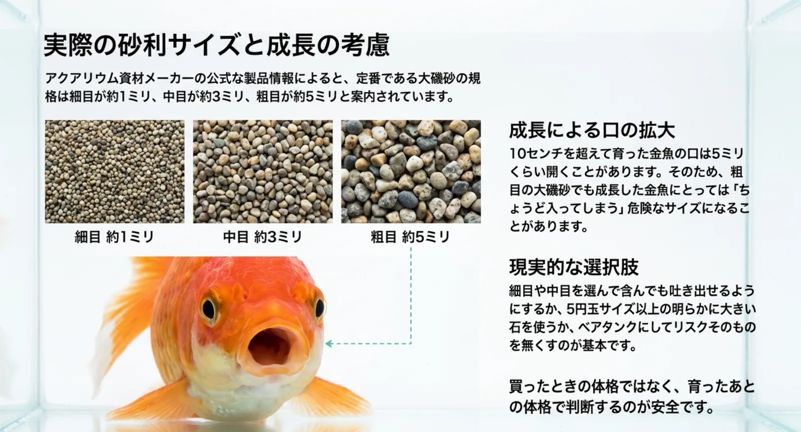 細目約1ミリ・中目約3ミリ・粗目約5ミリという大磯砂の規格と、成長した金魚の口が5ミリほど開くため粗目が危険なサイズになりうることを示したスライド