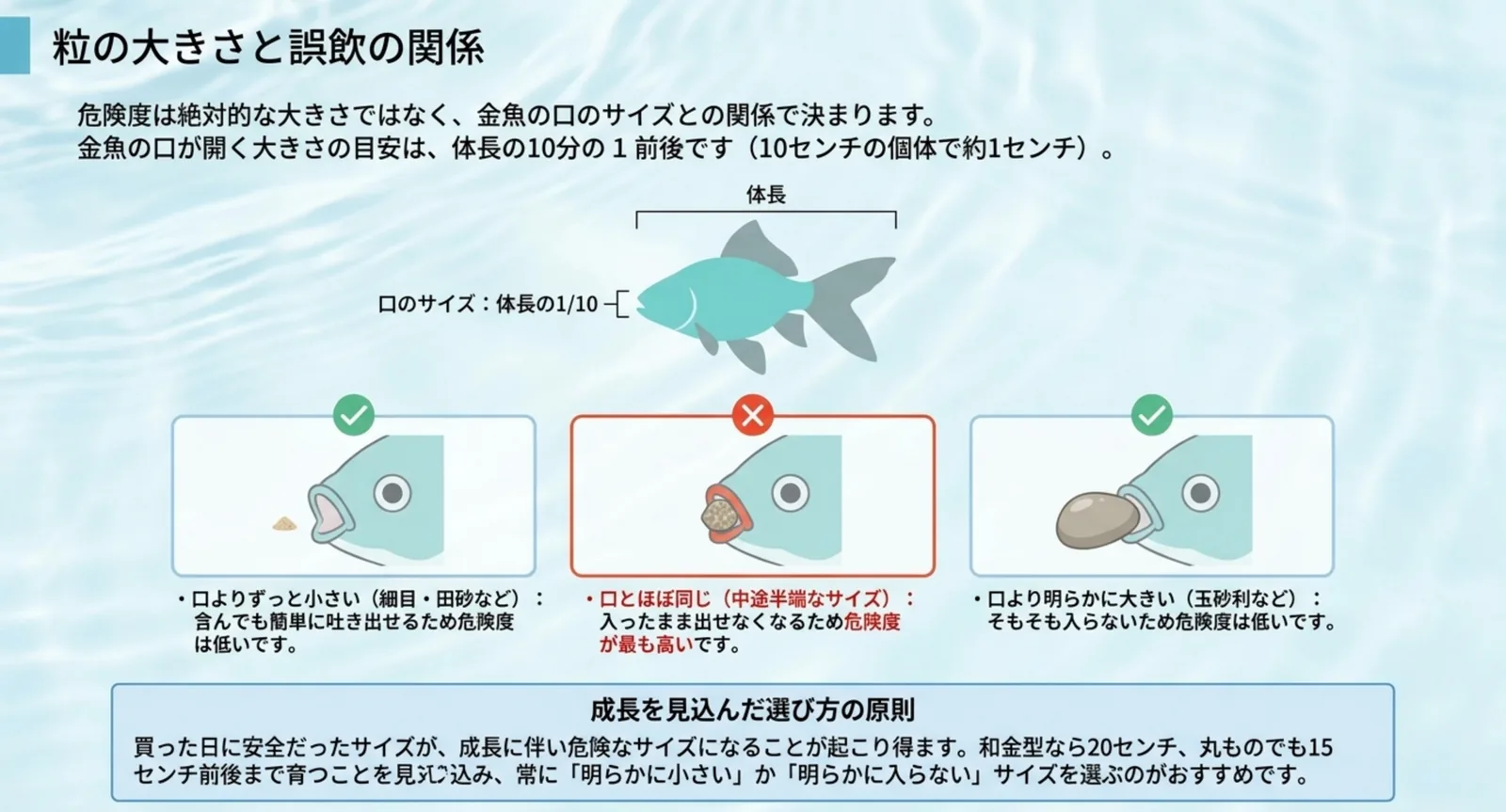 口よりずっと小さい粒と口とほぼ同じ粒と明らかに大きい粒の三つを金魚の顔で比べ、中途半端なサイズが最も危険であることを示したスライド