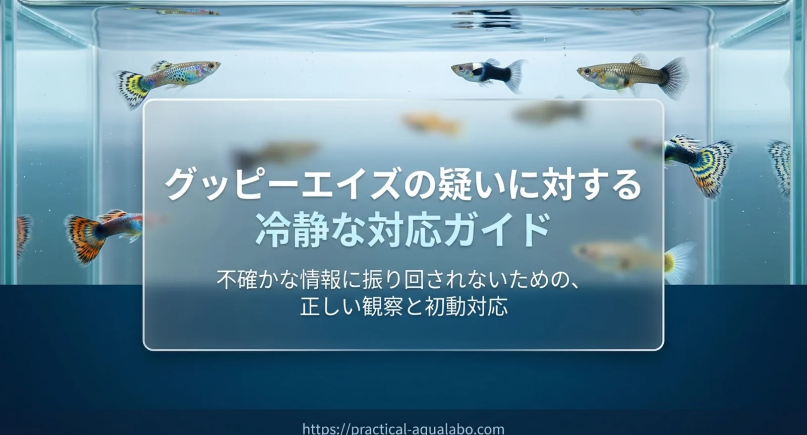 グッピーエイズとは？胸びれの曇りから始まる症状と隔離・予防の手順