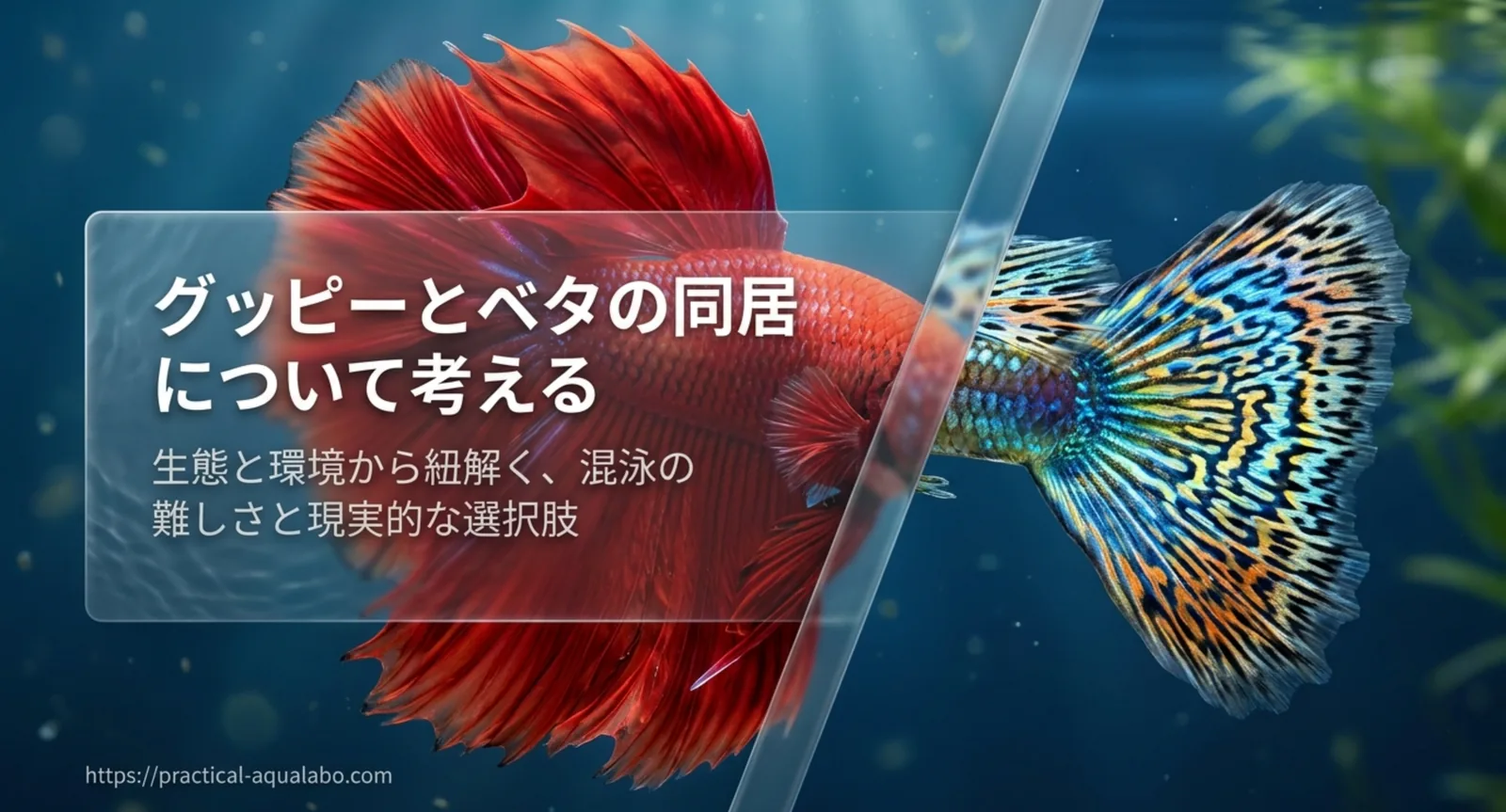 グッピーとベタの混泳が難しい理由｜攻撃されるしくみと代替の組み合わせ