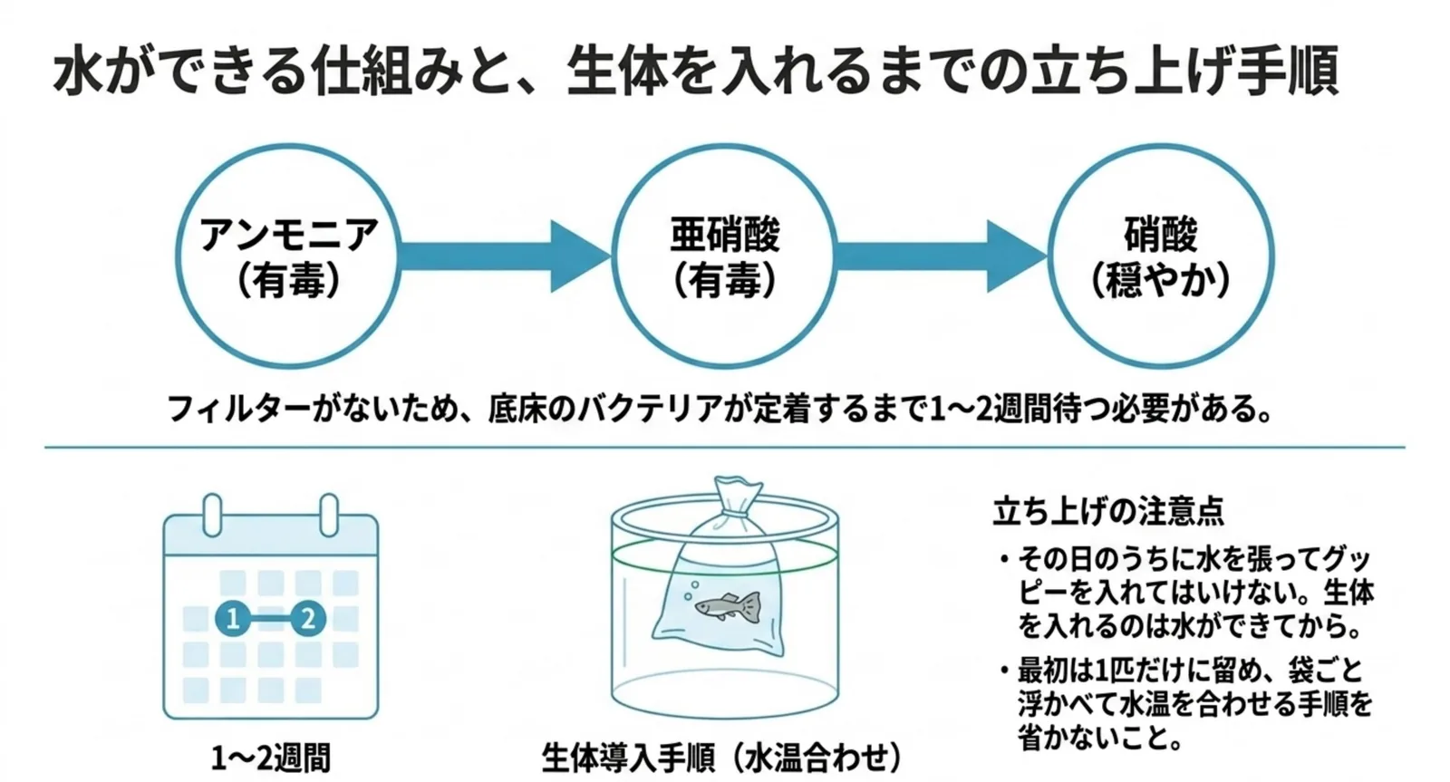 アンモニアから亜硝酸を経て硝酸へ変わる流れと、生体を入れる前に1〜2週間待つ立ち上げ手順を示したスライド