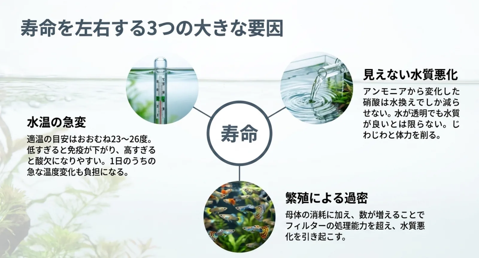 水温の急変・見えない水質悪化・繁殖による過密という3つの要因が寿命に集まる関係を示した図解スライド