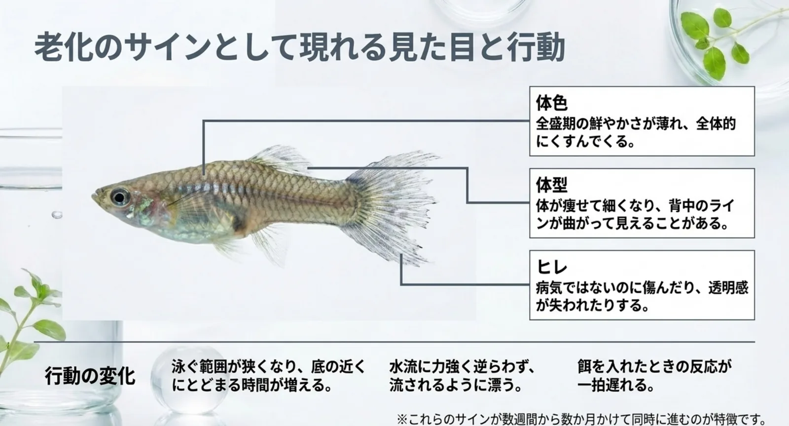 体色・体型・ヒレという見た目の変化と、泳ぐ範囲や餌への反応という行動の変化を1匹のグッピーに注記したスライド
