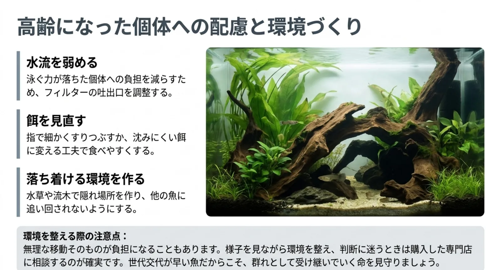 水流を弱める・餌を見直す・落ち着ける環境を作るという高齢個体への3つの配慮をまとめたスライド