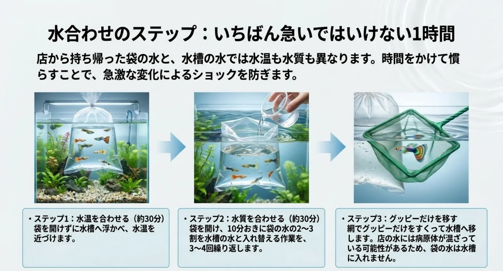 袋を浮かべて水温を合わせ、水を少しずつ入れ替え、網でグッピーだけを移すという水合わせの3手順を示したスライド