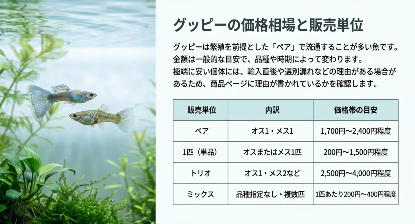 グッピーの販売単位ごとの価格帯の目安をまとめた表
