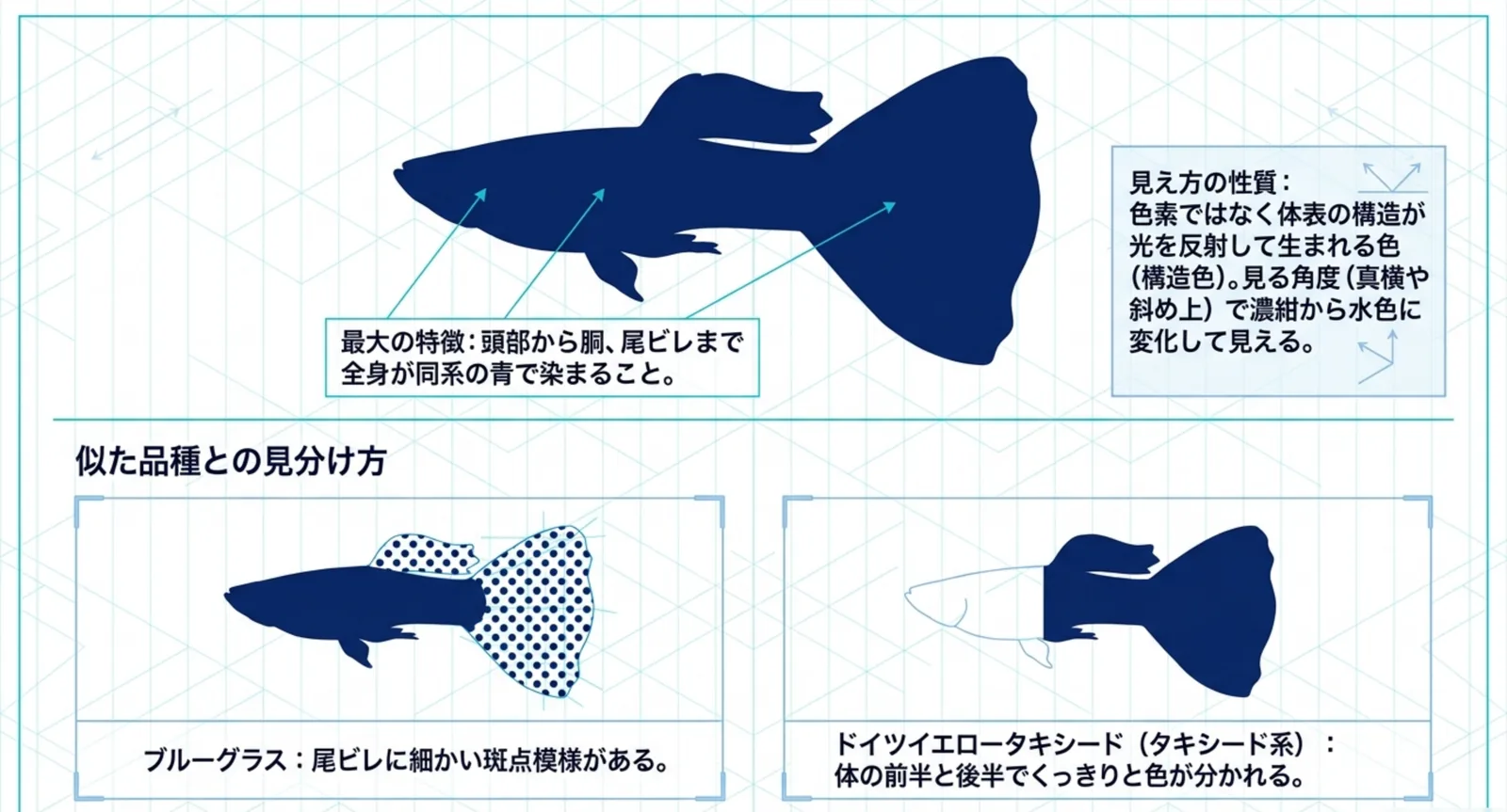 頭部から尾ビレまで全身が同系の青で染まる特徴と、尾ビレに斑点が散るブルーグラス、前後で色が分かれるタキシード系との違いを並べた図解スライド