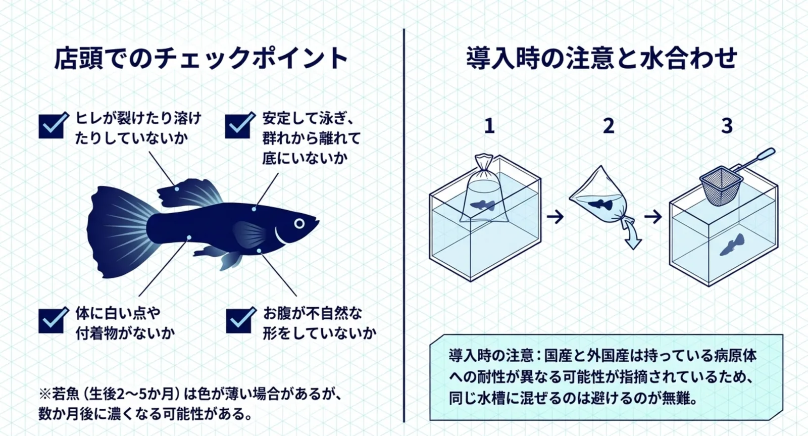 ヒレや泳ぎ方など店頭で確認する4項目と、袋を浮かべてから水を足して魚だけを移す水合わせの3工程を示したスライド