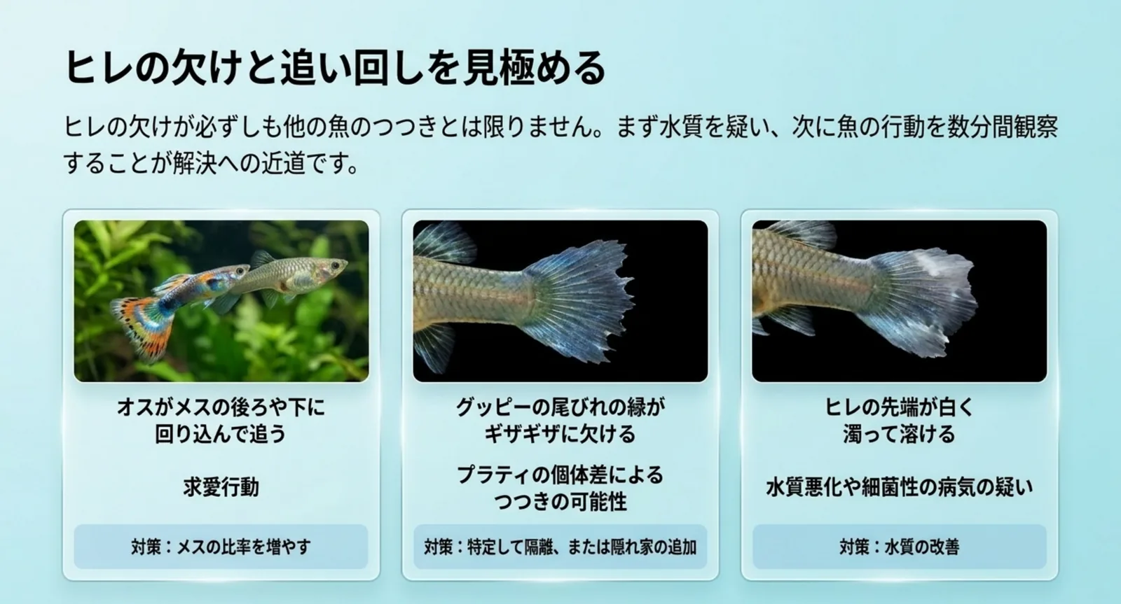 求愛の追いかけ、つつきによるギザギザの欠け、細菌性で白く溶けるヒレの3つを写真で比べ、それぞれの対策を並べた図