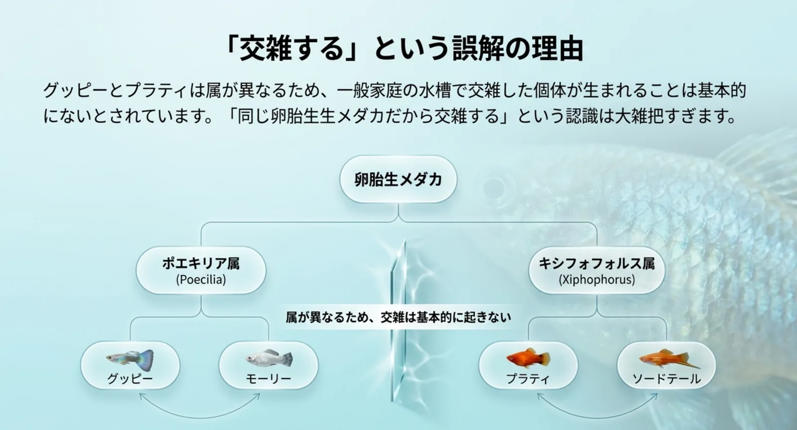 卵胎生メダカをポエキリア属（グッピー・モーリー）とキシフォフォルス属（プラティ・ソードテール）に分けた系統図
