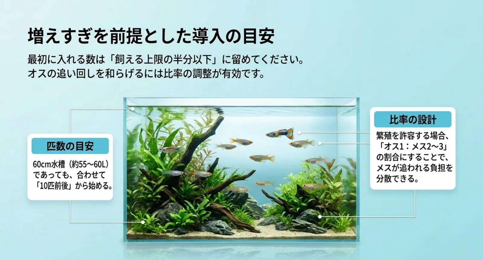 水草レイアウトの60cm水槽に、匹数の目安は合わせて10匹前後、比率はオス1に対しメス2〜3という設計を吹き出しで添えた図