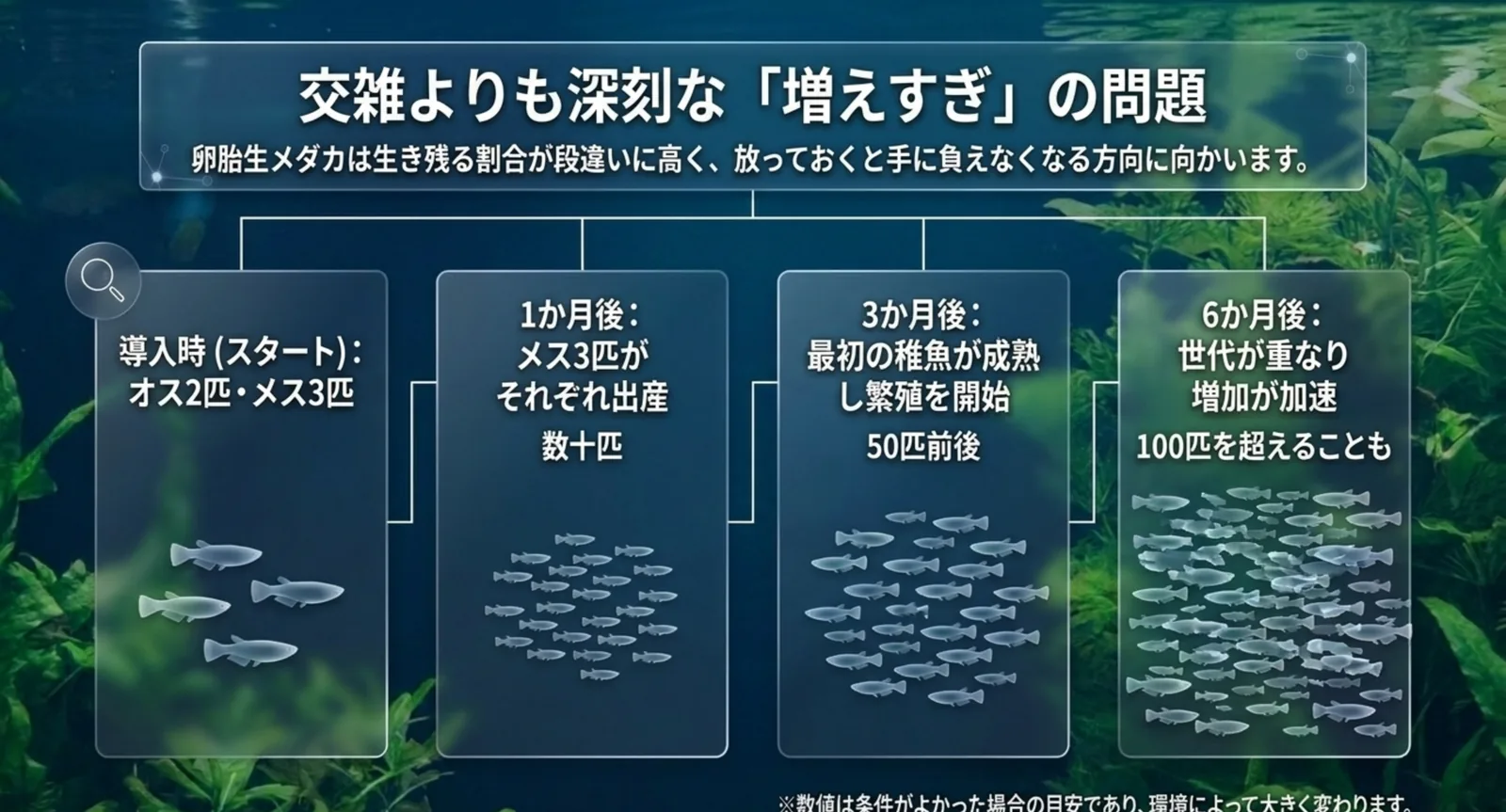 導入時から六か月後までに水槽内の数が増えていく経過を段階で示した図版