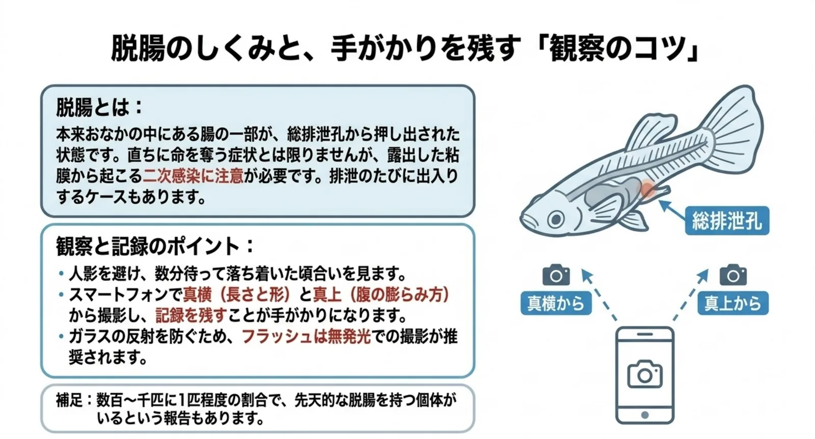 グッピーの総排泄孔の位置を示した模式図と、真横・真上から撮影して記録を残す観察手順をまとめたスライド
