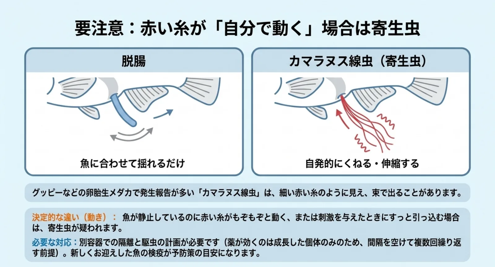 脱腸は魚の動きに合わせて揺れるだけ、カマラヌス線虫は自発的にくねるという動きの違いを左右に並べて比較した図解スライド