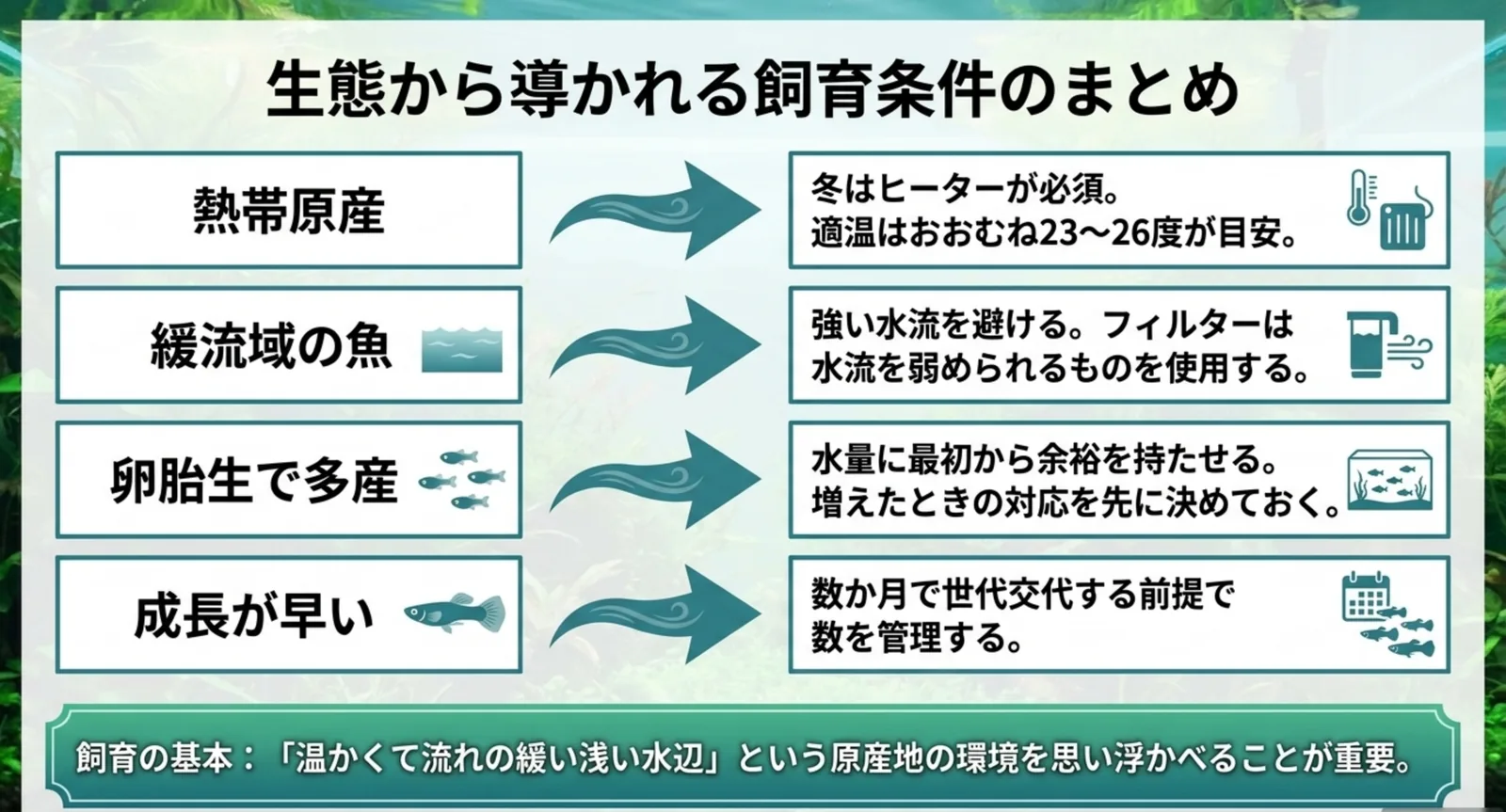 熱帯原産・緩流域の魚・卵胎生で多産・成長が早いという4つの性質から、必要な飼育条件を導いた対応表のスライド