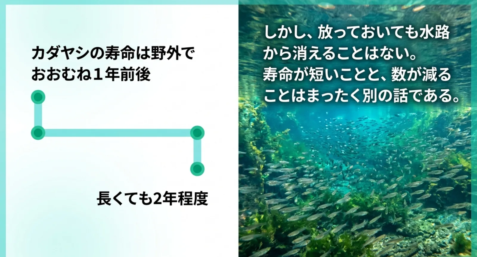カダヤシの寿命が野外でおおむね1年前後、長くても2年程度であることを示したスライド