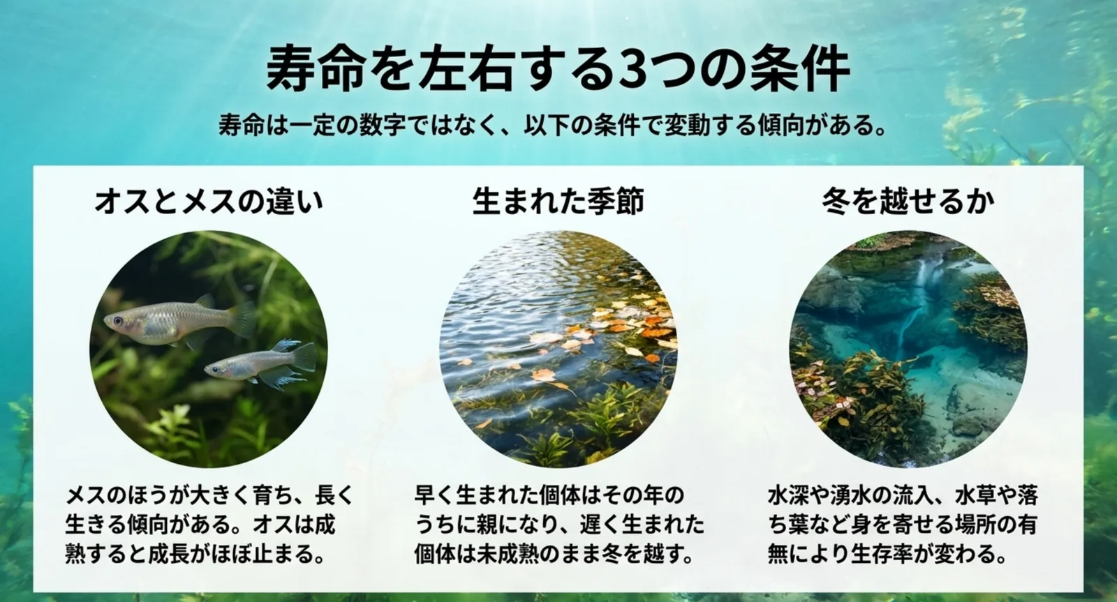 オスとメスの違い、生まれた季節、冬を越せるかという寿命を左右する3つの条件を並べたスライド