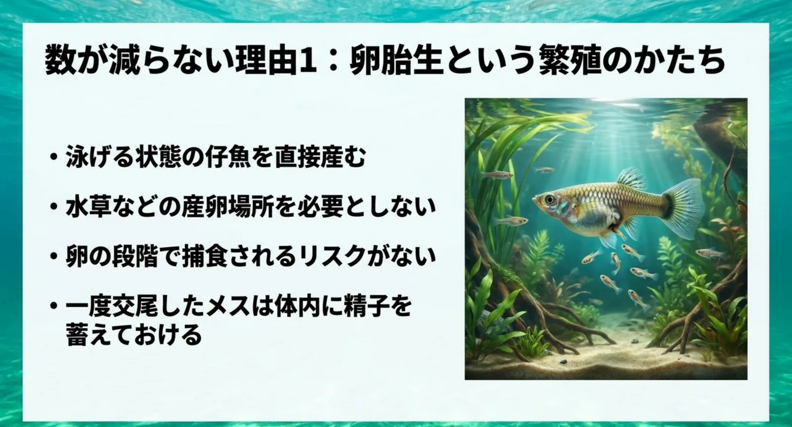 泳げる状態の仔魚を直接産むため産卵場所が要らないという卵胎生の特徴を箇条書きで示したスライド