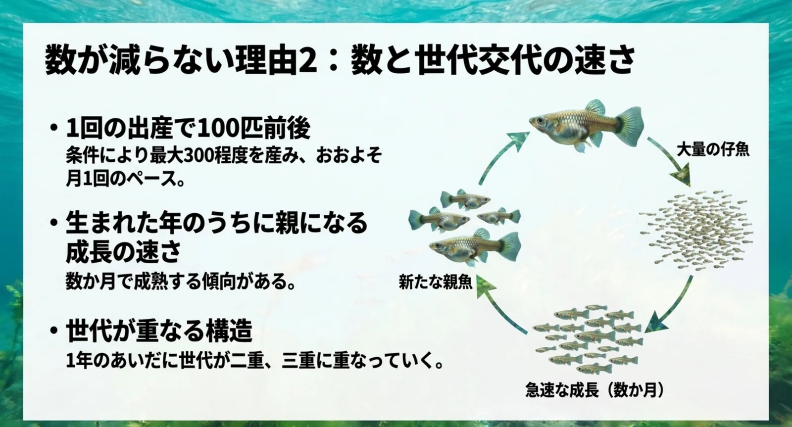 1回の出産で100匹前後を産むことと、生まれた年のうちに親になる世代交代の流れを円で示したスライド