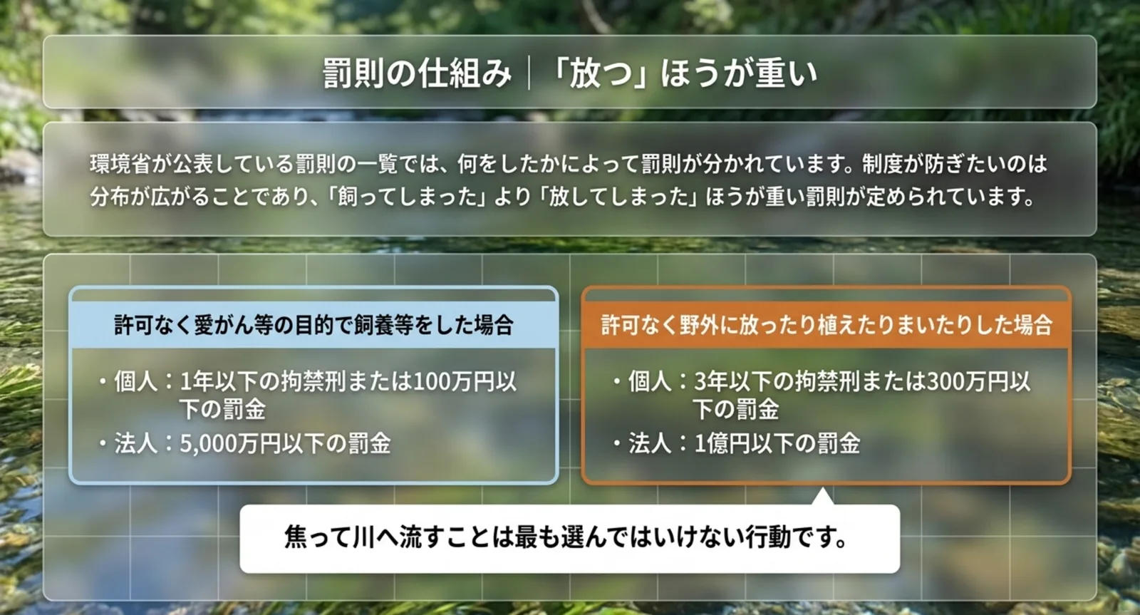 許可なく愛がん等の目的で飼養等をした場合と、許可なく野外に放った場合それぞれの罰則を、個人と法人に分けて並べたスライド