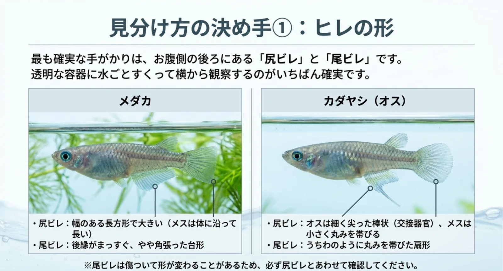 メダカとカダヤシのオスを横から並べ、尻ビレと尾ビレの形の違いを引き出し線で示した比較スライド
