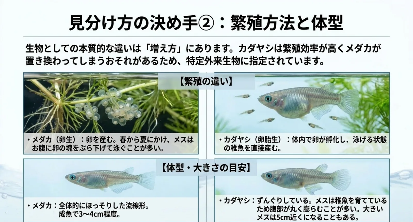 水草に産みつけられたメダカの卵と、稚魚を連れたカダヤシの写真を並べ、卵生と卵胎生の違いおよび体型差を示したスライド