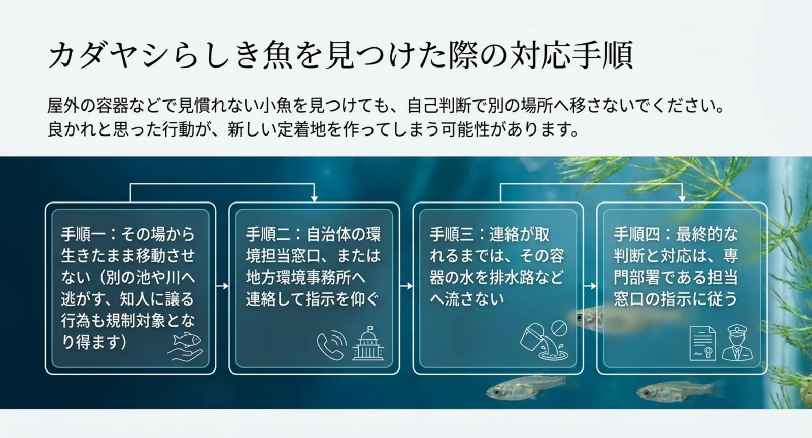 生きたまま移動させない、自治体へ連絡する、水を流さない、指示に従うという四つの手順を順番に示したスライド