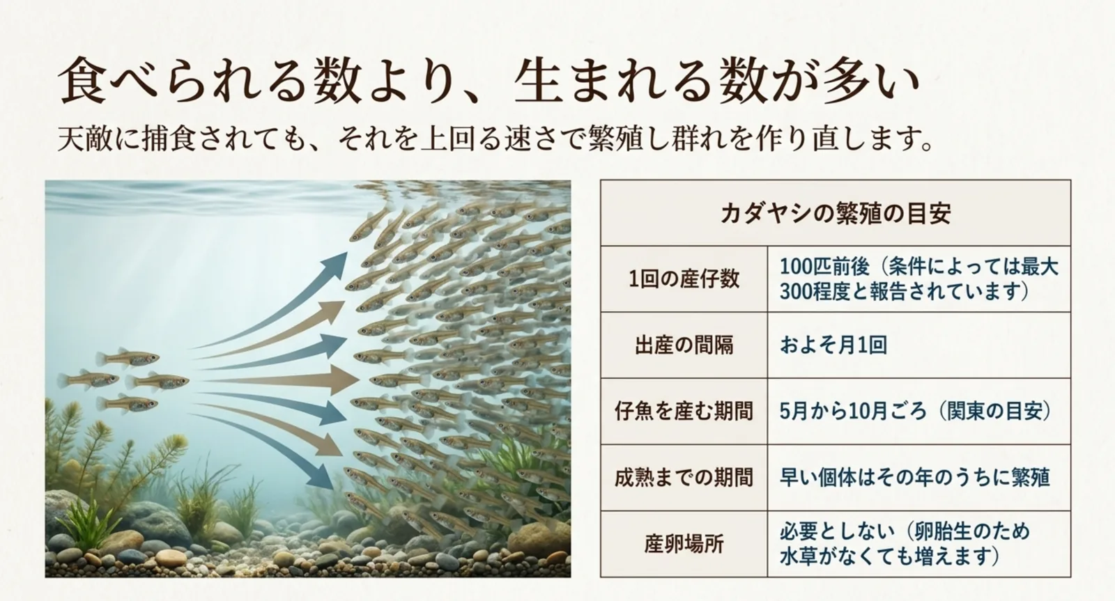 1回の産仔数や出産の間隔など、カダヤシの繁殖の目安を表にまとめたスライド