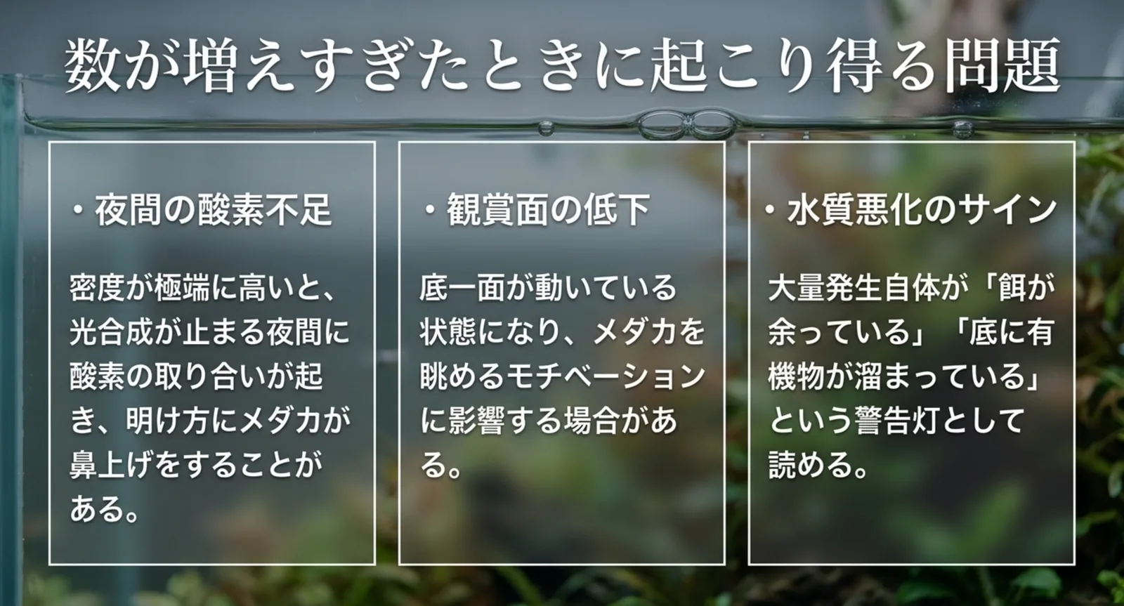 夜間の酸素不足・観賞面の低下・水質悪化のサインという3つの間接的な問題を並べた図