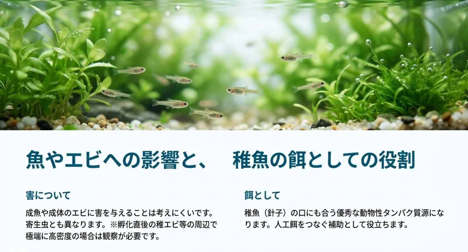 成魚やエビへの害は考えにくいこと、稚魚の補助的な餌になることを2列で整理した図