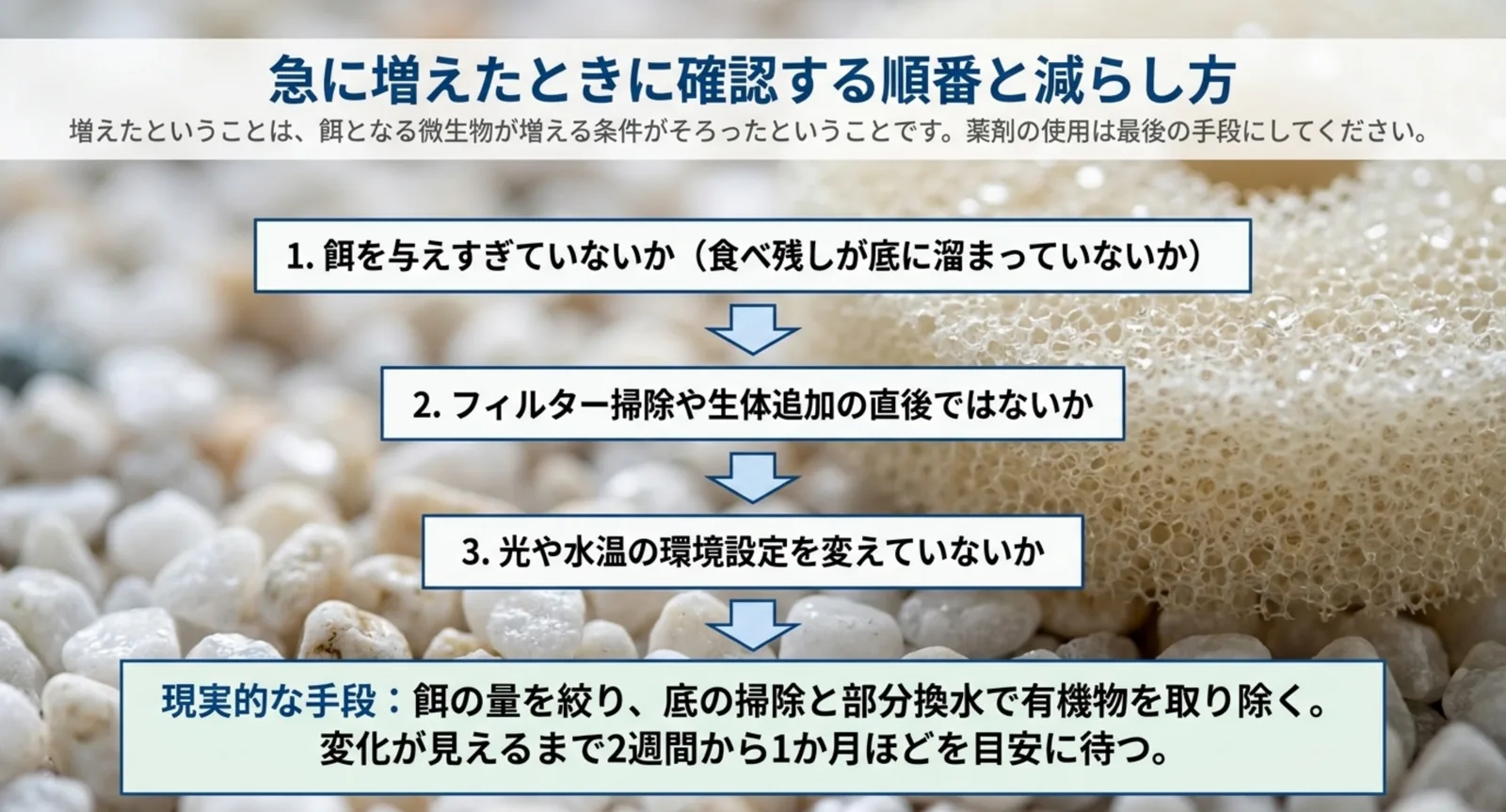 餌の量、フィルター掃除や生体追加、光と水温の順に確認し、餌を絞って2週間から1か月待つ流れを示した図
