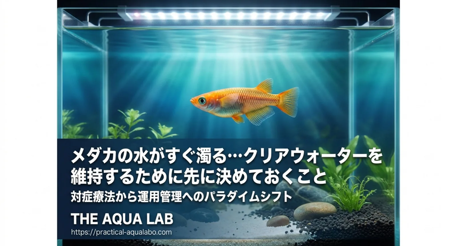 水草と底床が整った透明な水槽で泳ぐメダカを写した表紙図版