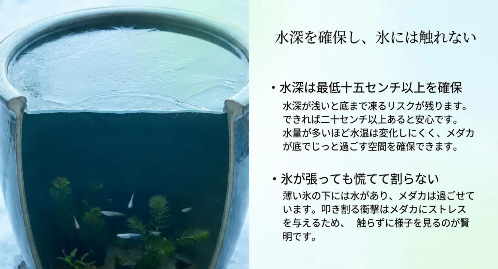 氷が張った容器の断面で、氷の下に水深が保たれメダカが泳いでいる様子を示したスライド
