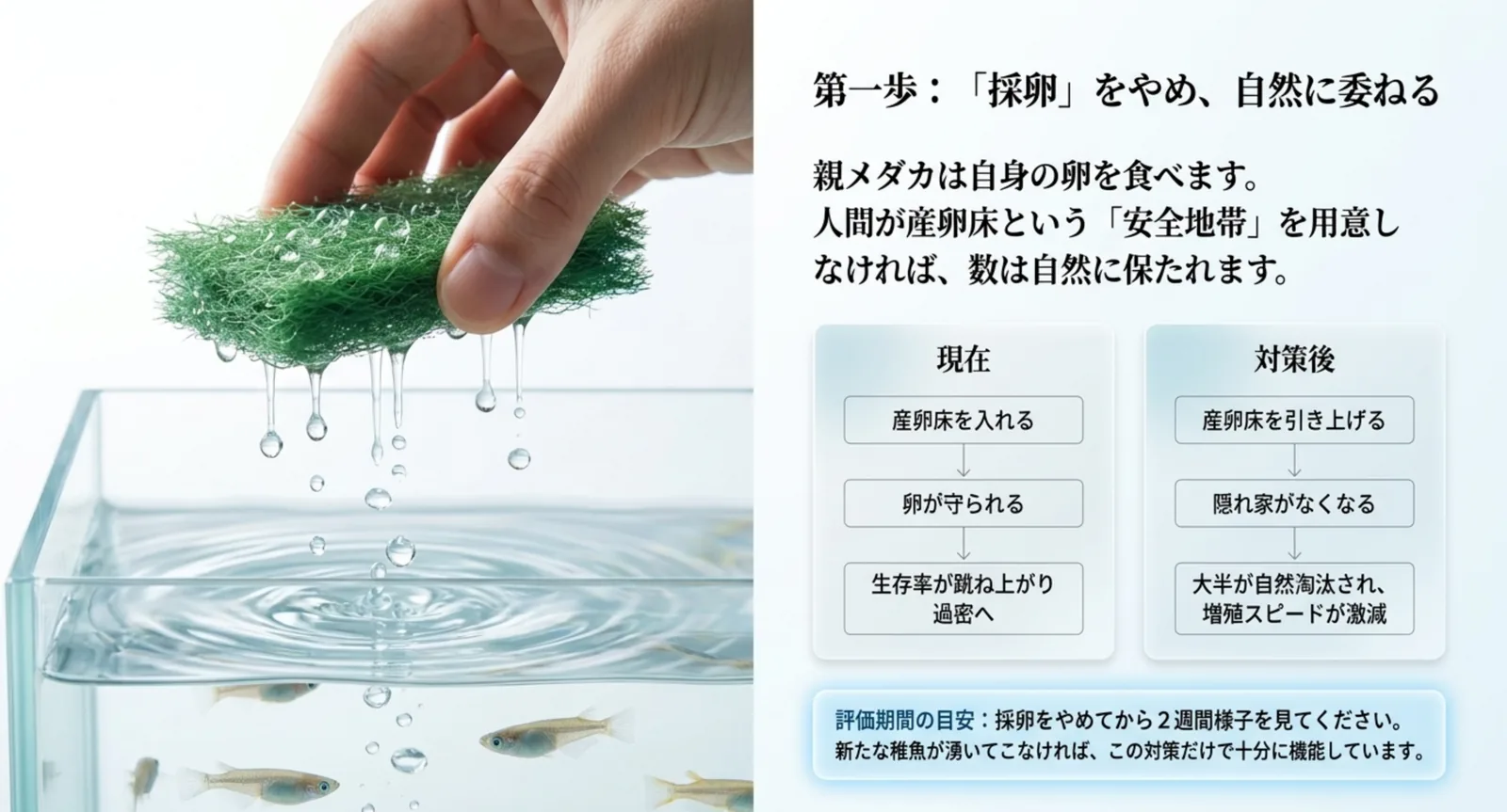 産卵床を入れた場合と引き上げた場合で、卵の生存率と増殖スピードがどう変わるかを対比した図解スライド