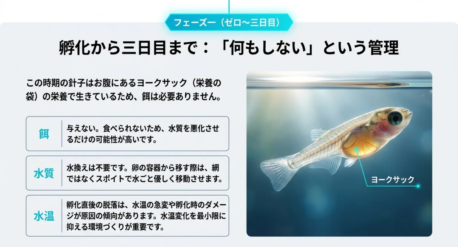 お腹にヨークサックを持つ針子の拡大写真と、この時期は餌を与えず水換えもせず水温変化を抑えるという3つの管理方針を示した図