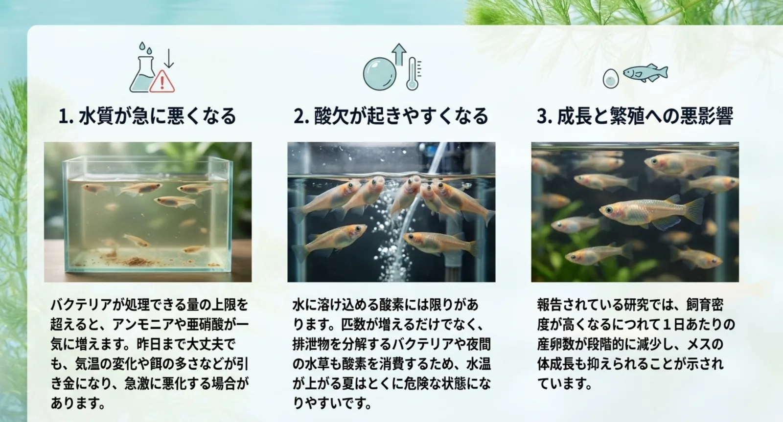 水質が急に悪くなる・酸欠が起きやすくなる・成長と繁殖への悪影響という過密の3つの弊害を並べたスライド
