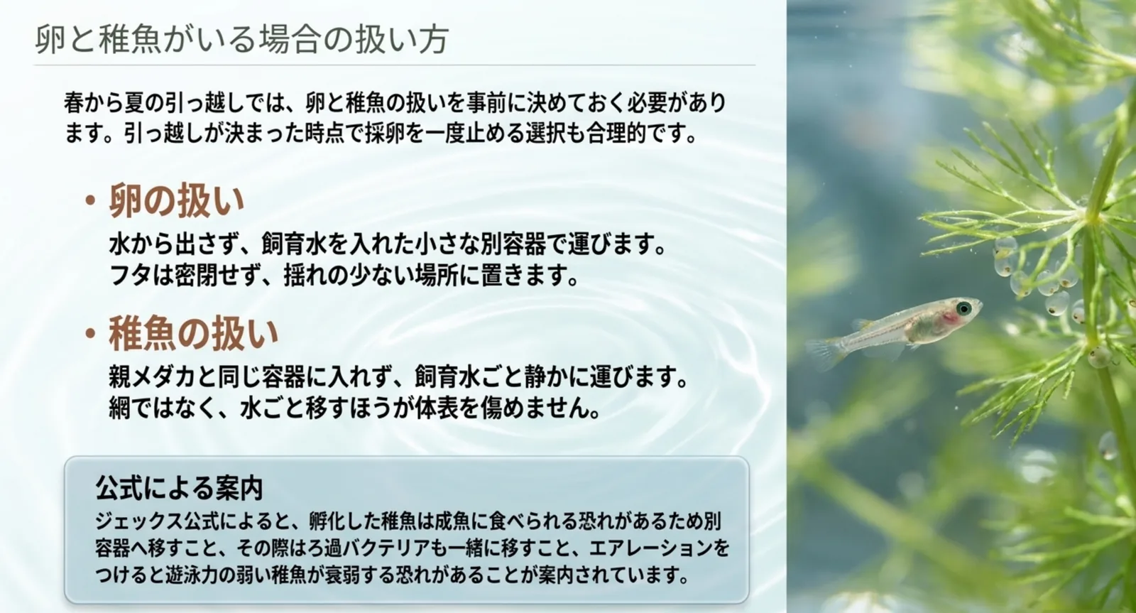卵は水から出さず別容器で運ぶこと、稚魚は親と分けて水ごと静かに運ぶことを、メーカー公式の案内とあわせて示したスライド