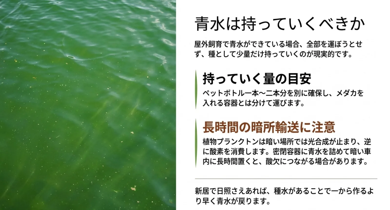 緑がかった飼育水の写真とともに、青水は種として少量だけ運ぶことと暗所での長時間輸送に注意する点を示したスライド