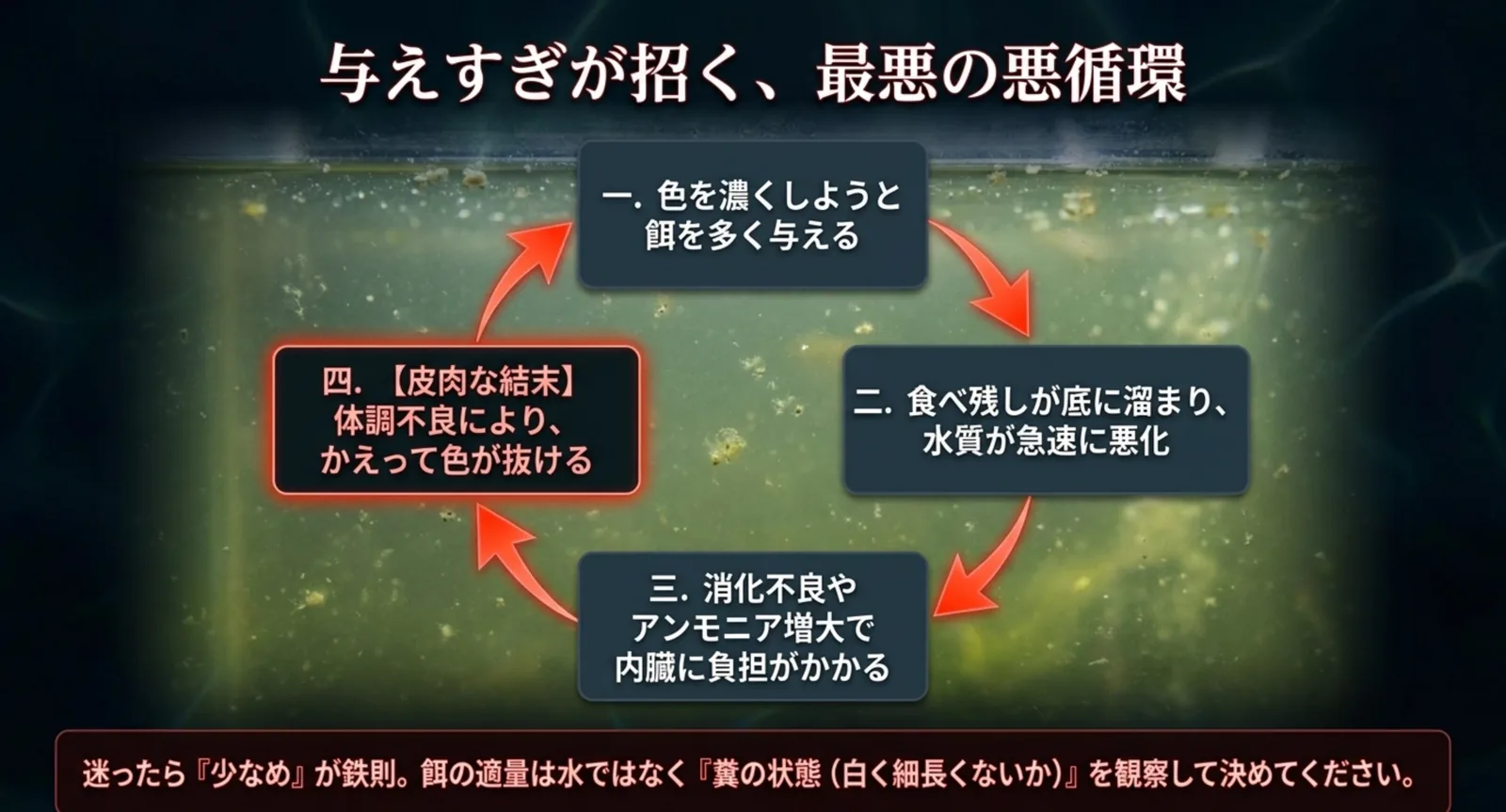 餌を多く与える、水質悪化、内臓への負担、かえって色が抜けるという4段階の悪循環を矢印でつないだ図解スライド