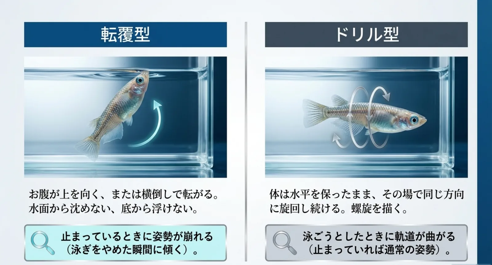 腹側が上を向く転覆型と、水平のまま旋回するドリル型を並べて比較した図解
