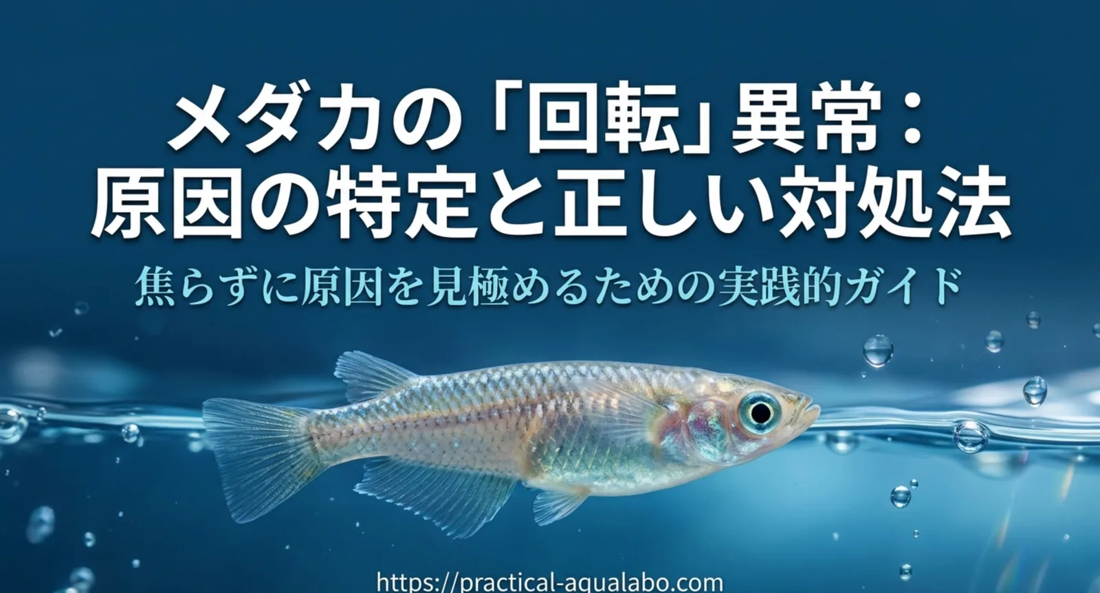 メダカが回転してる原因｜転覆型とドリル型の見分け方と今日からできる対処