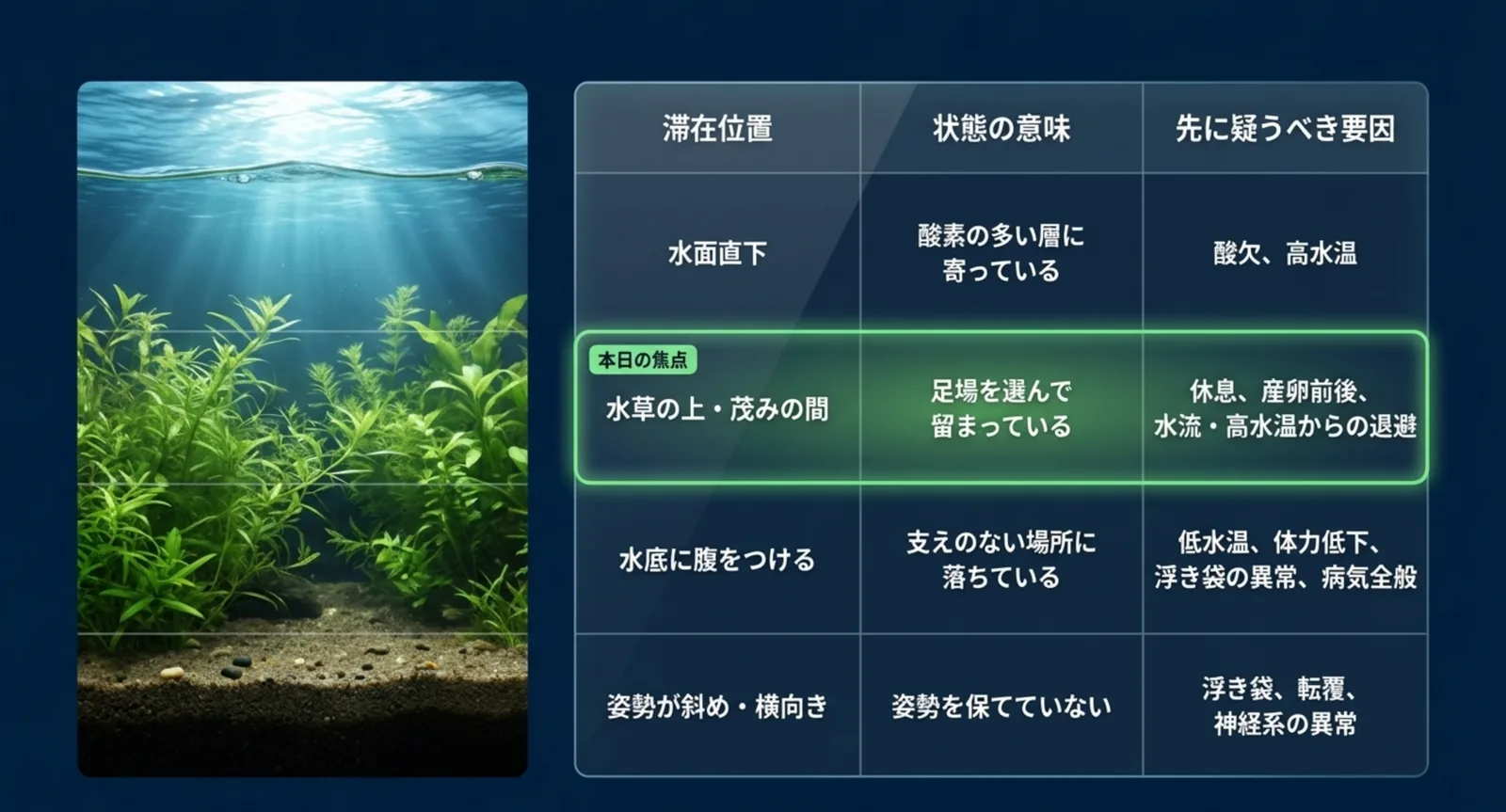 水面直下・水草の上・水底・斜め姿勢という滞在位置ごとに疑う原因を並べた一覧表