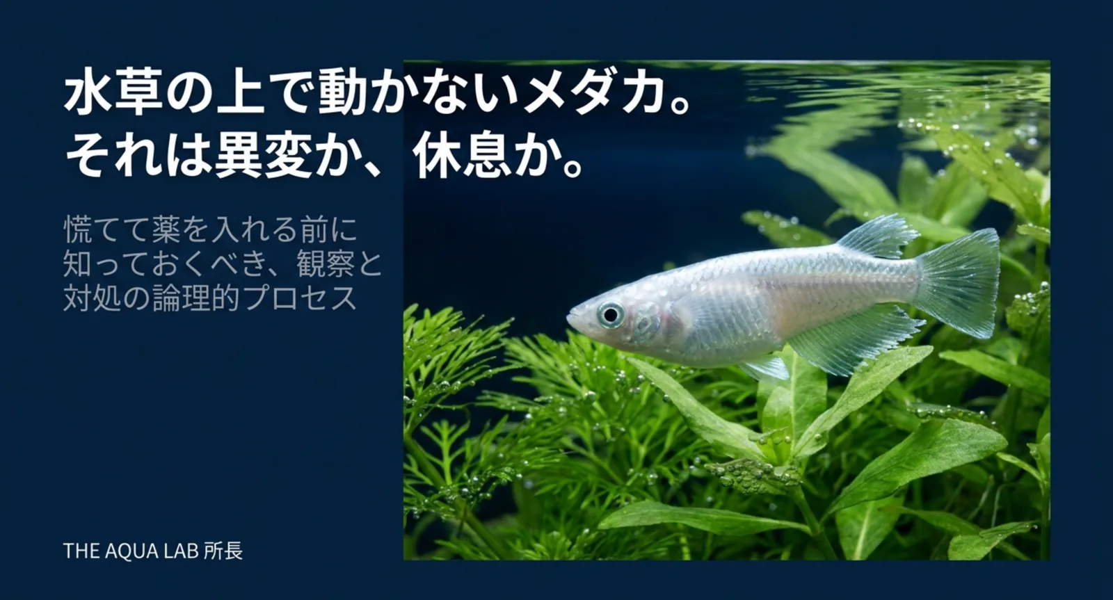 メダカが水草の上で動かない原因｜休息と異変の見分け方と酸欠の落とし穴