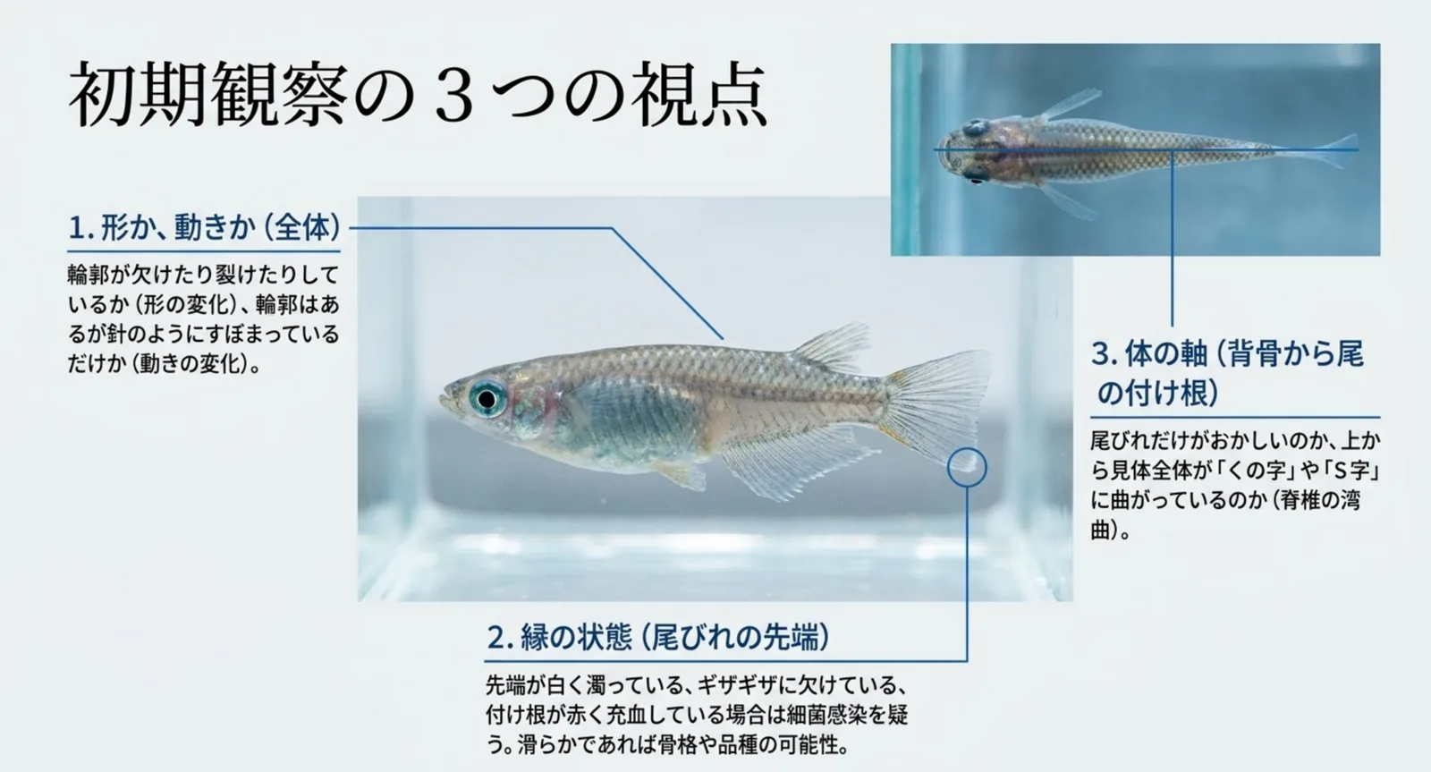 メダカの尾びれを形の変化・縁の状態・体の軸の3点から観察する見分け方の図解