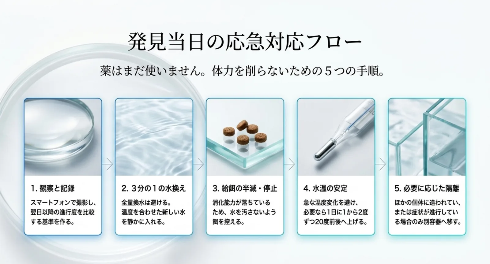 観察と記録から水換え、給餌調整、水温安定、隔離までの5段階を並べた手順図