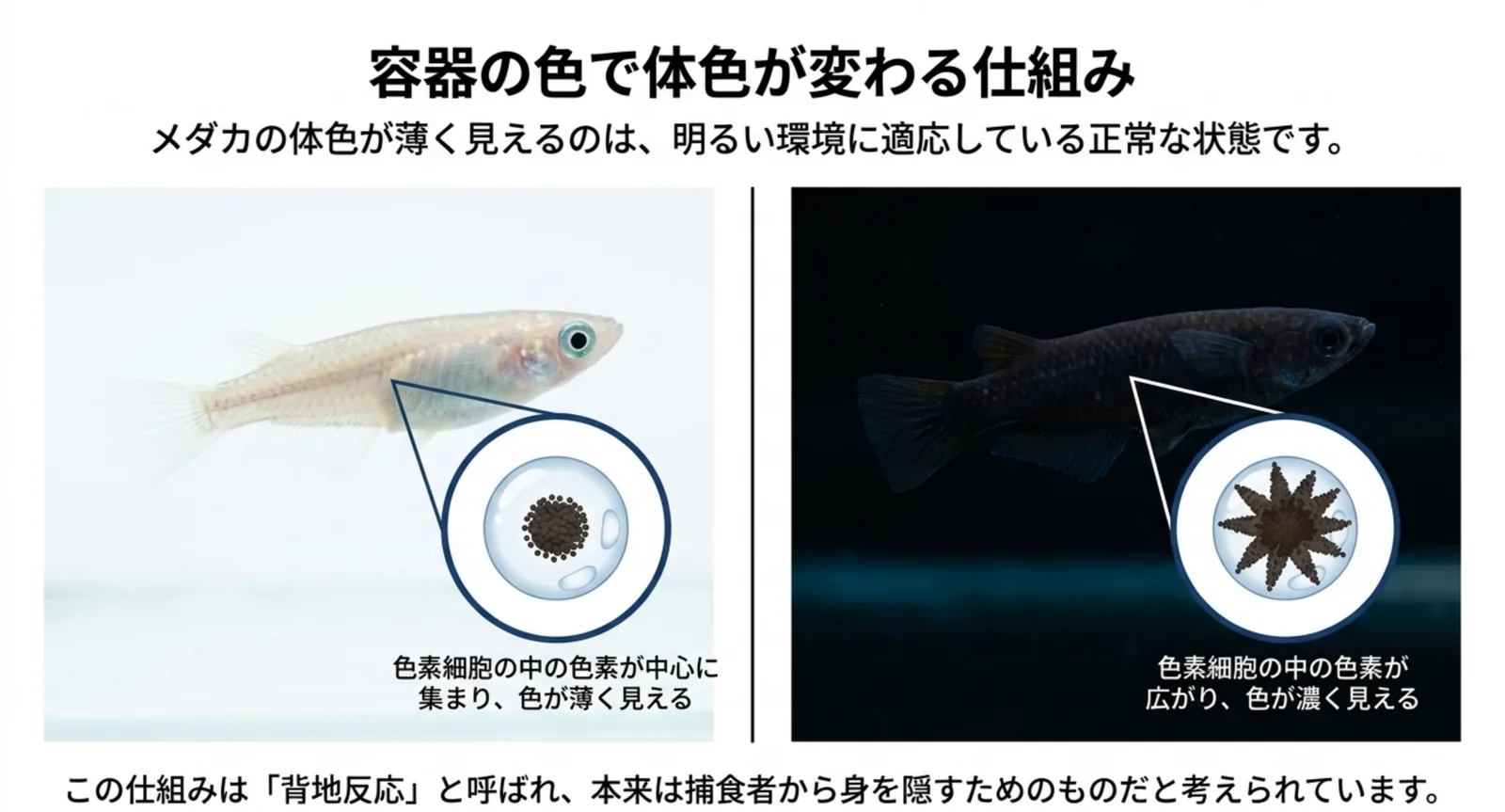白い背景では色素細胞の中の色素が中心に集まって体色が薄く見え、黒い背景では色素が広がって濃く見えることを左右で対比した図のスライド