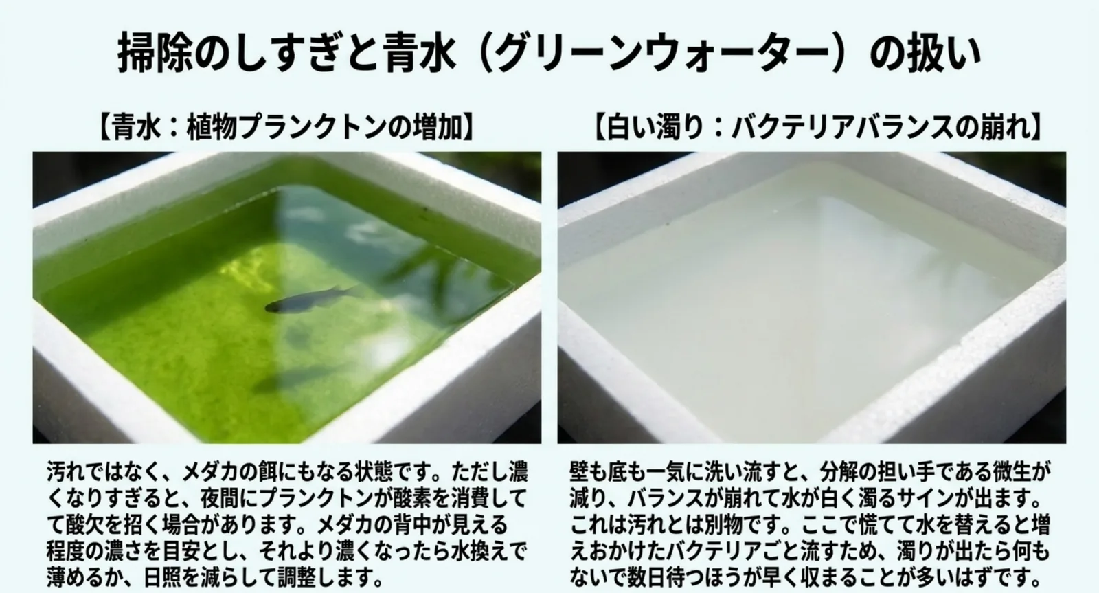 緑色の青水と白く濁った水を左右に並べ、青水は植物プランクトンの増加、白い濁りはバクテリアのバランスの崩れであることを対比したスライド