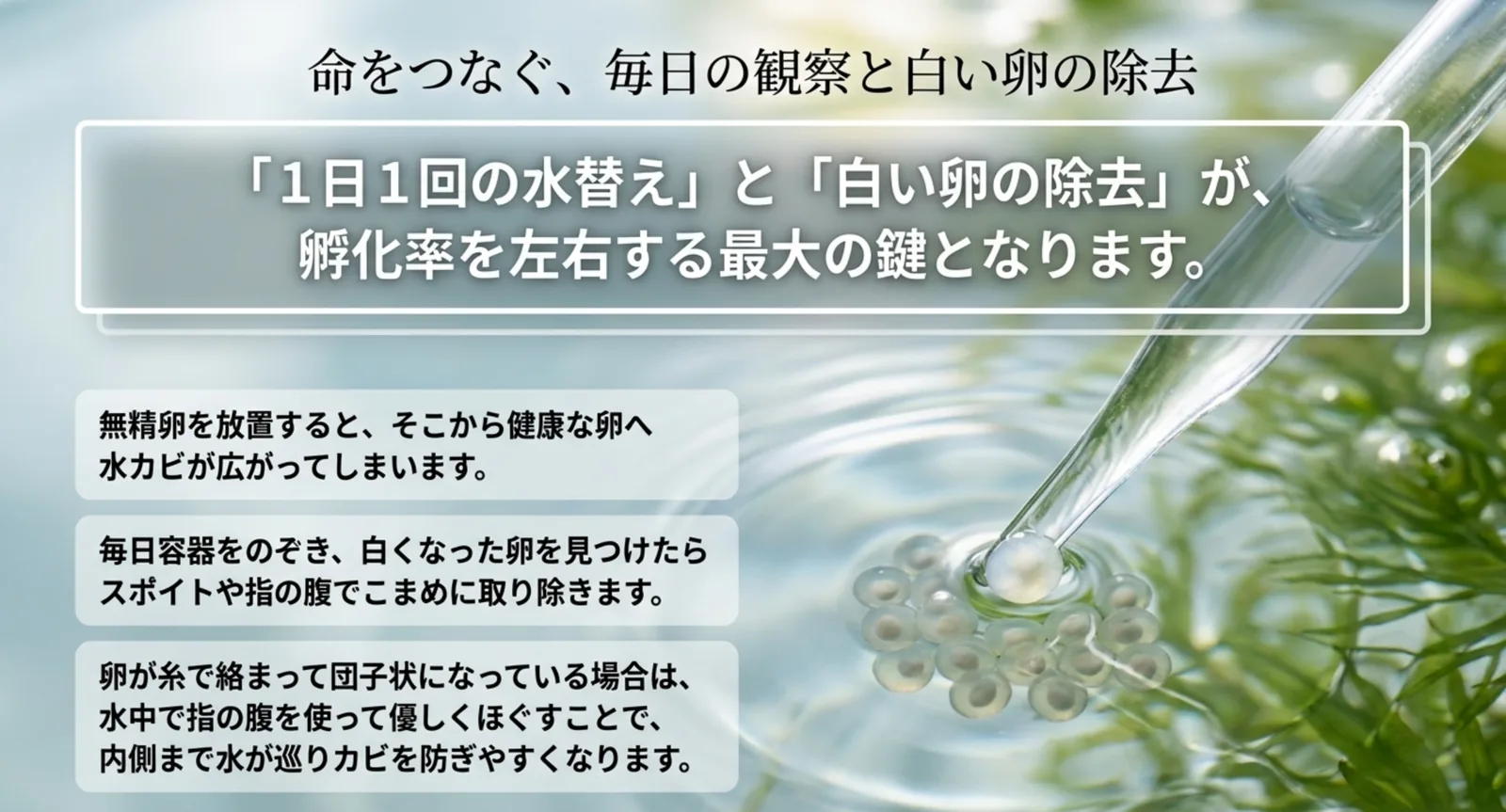 スポイトで卵を扱う写真に、無精卵の放置でカビが広がること・毎日白い卵を取り除くこと・団子状の卵をほぐすことを添えた図
