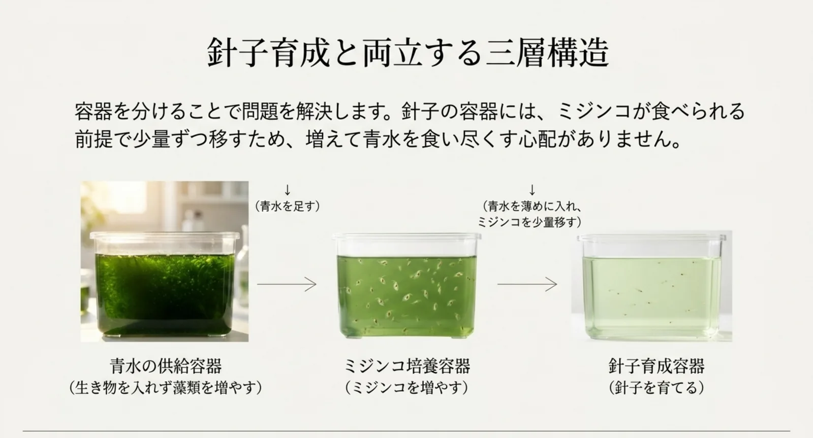 青水の供給容器からミジンコ培養容器へ青水を足し、そこから針子育成容器へ少量ずつ移す三段階の流れを示した図